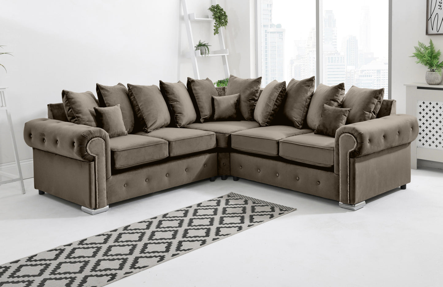 Olympia Corner Scatterback Mole